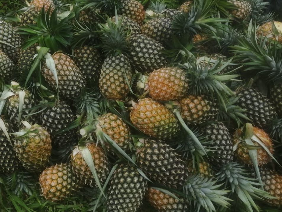 Ananas Frais