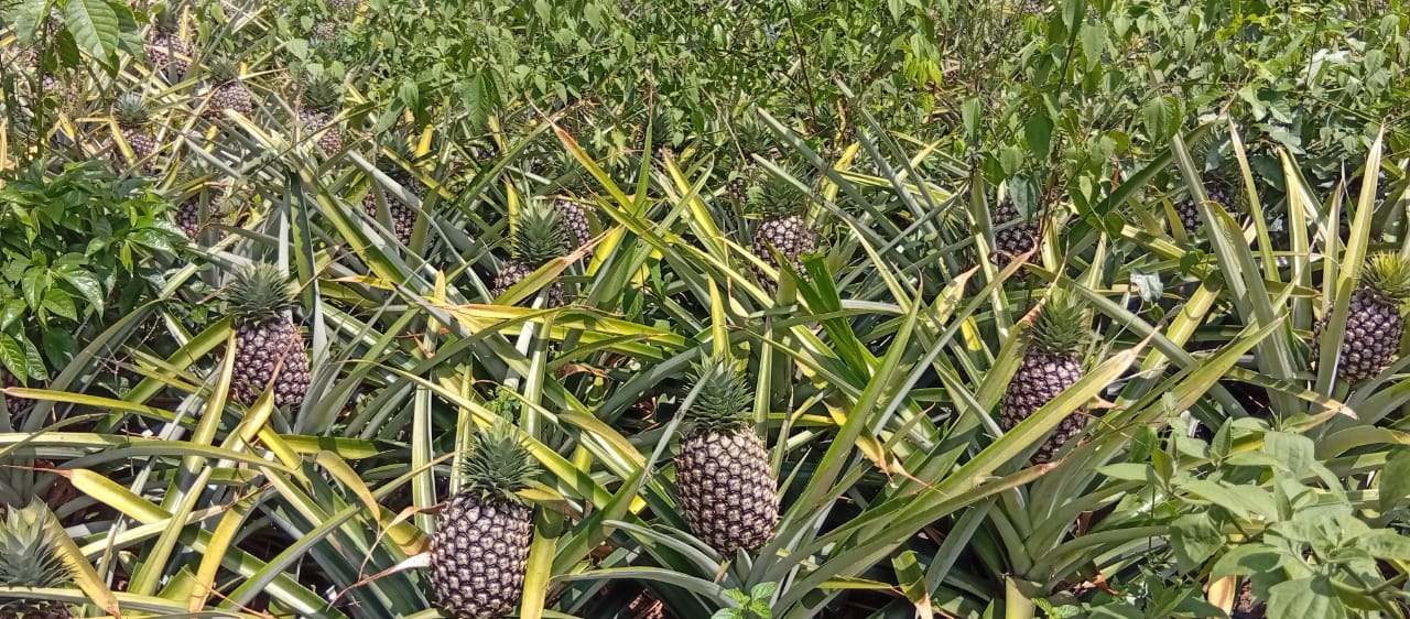 Ananas premium cultivé avec passion