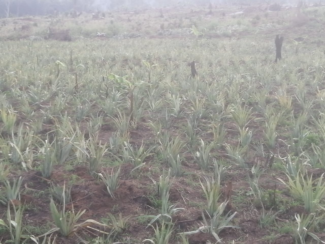 Plants d'Ananas